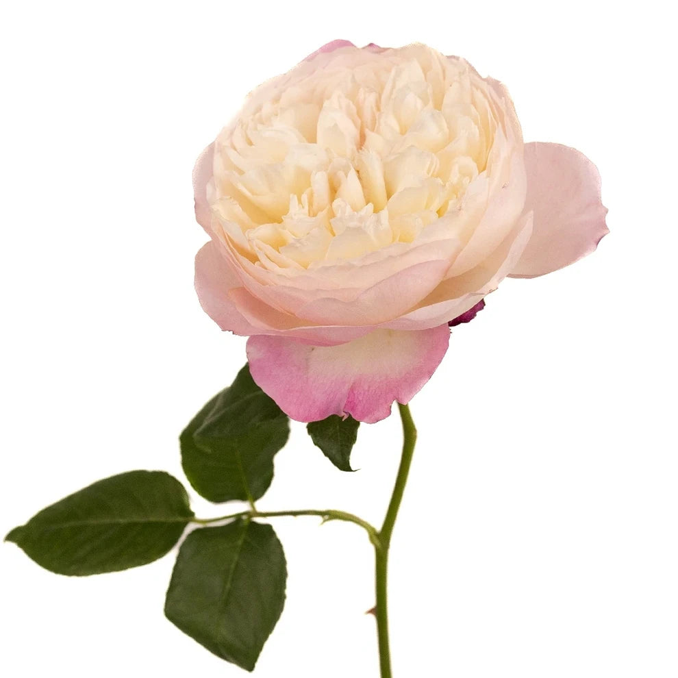 Constance Rose David Austin - main