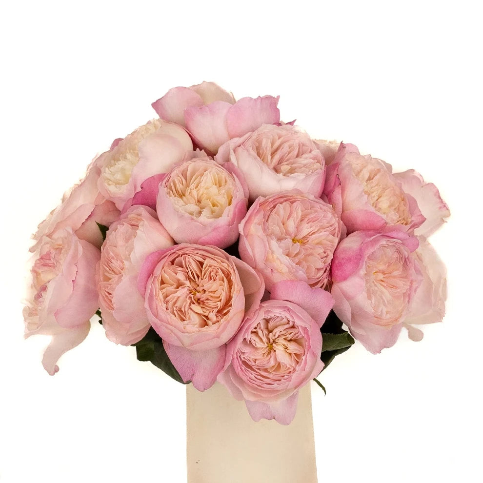 Constance Rose David Austin - alternative 1