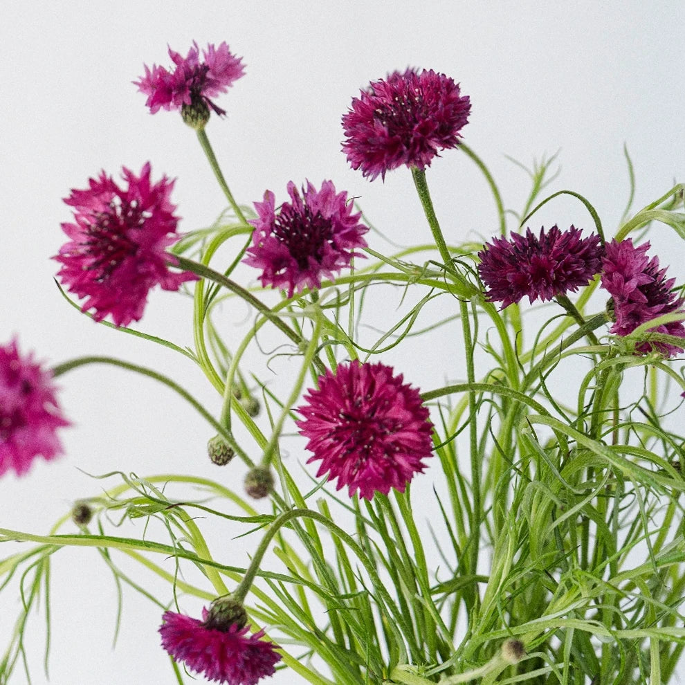 Pink Cornflower - alternative 2