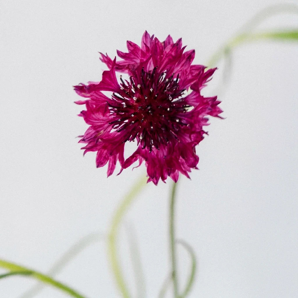 Pink Cornflower - main