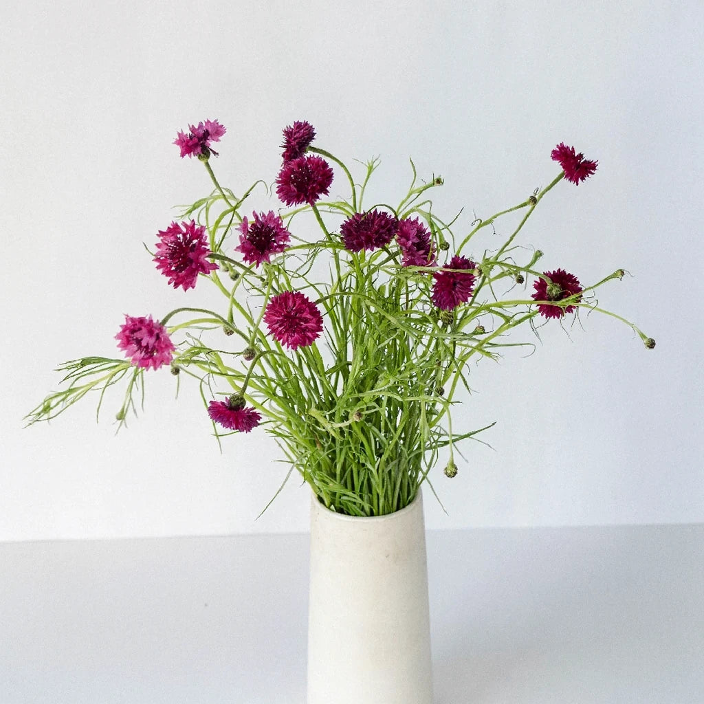 Pink Dark Cornflower - alternative 2