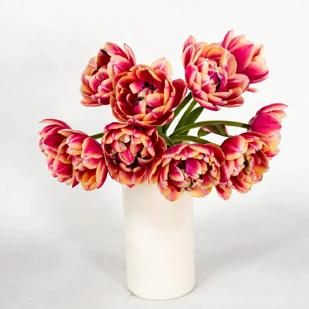 Columbus Tulips Doubles - main