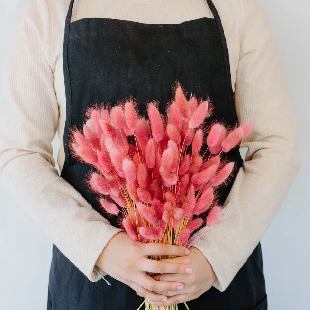 Lagurus Dried - Light Pink - main