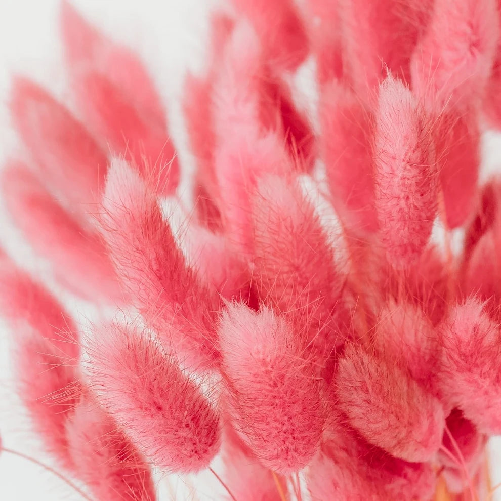 Lagurus Dried - Light Pink - alternative 2