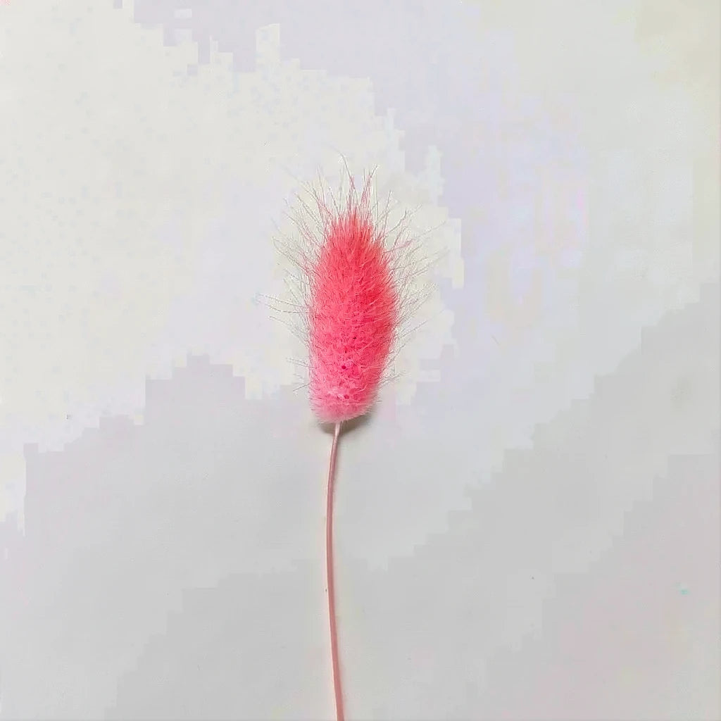 Lagurus Dried - Light Pink - alternative 1