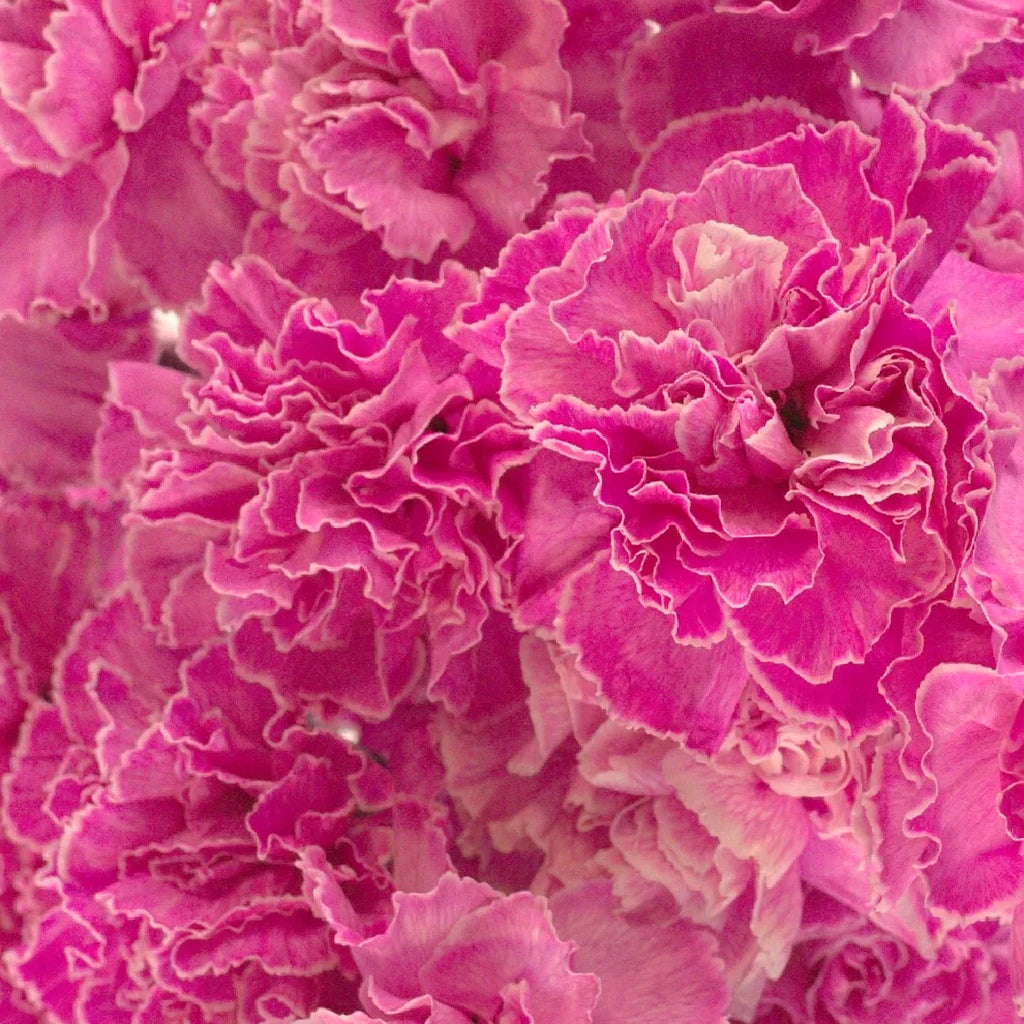 Pink Hot Carnations - alternative 2