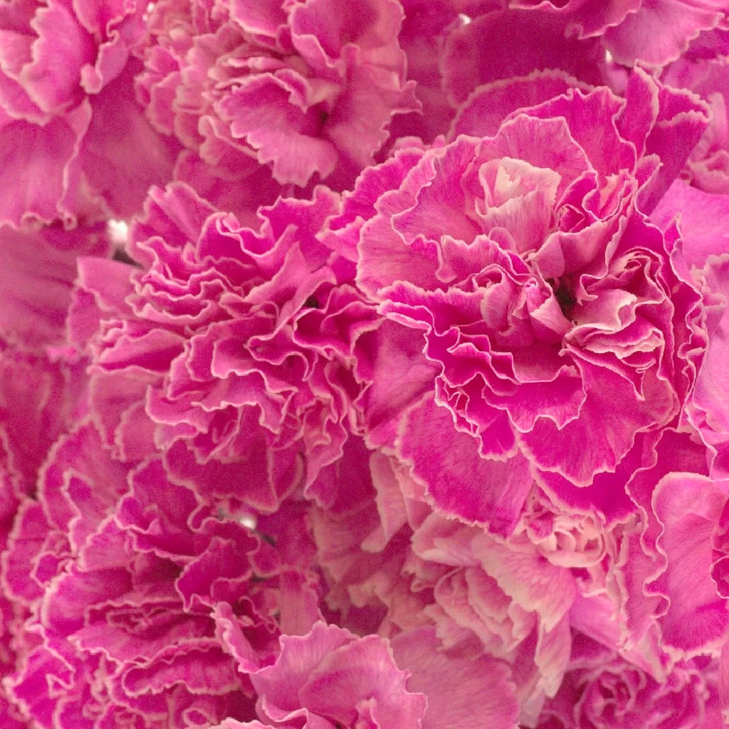 Pink Hot Carnations Mini - main