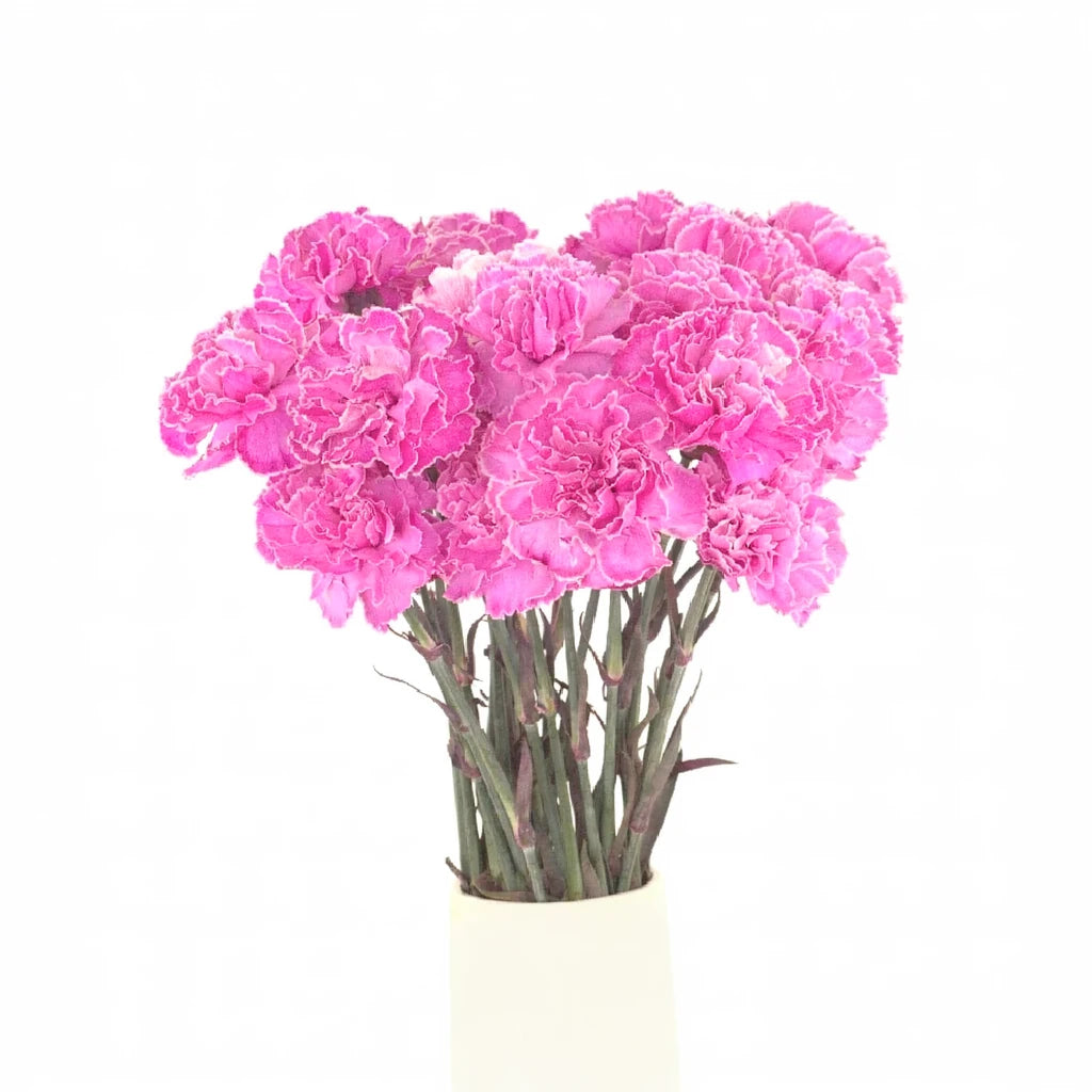 Pink Hot Carnations - alternative 1