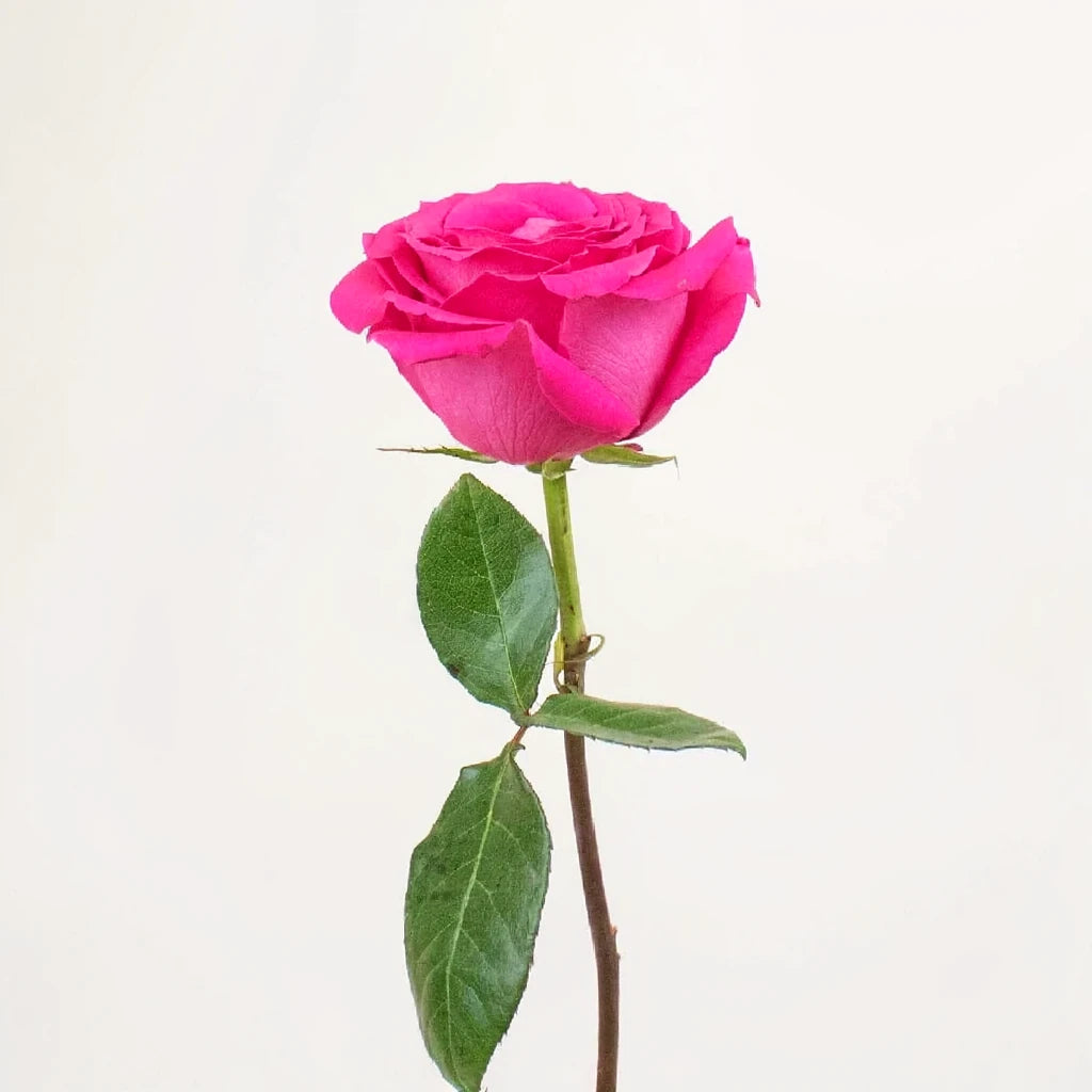Hot Pink Roses Standard - alternative 1