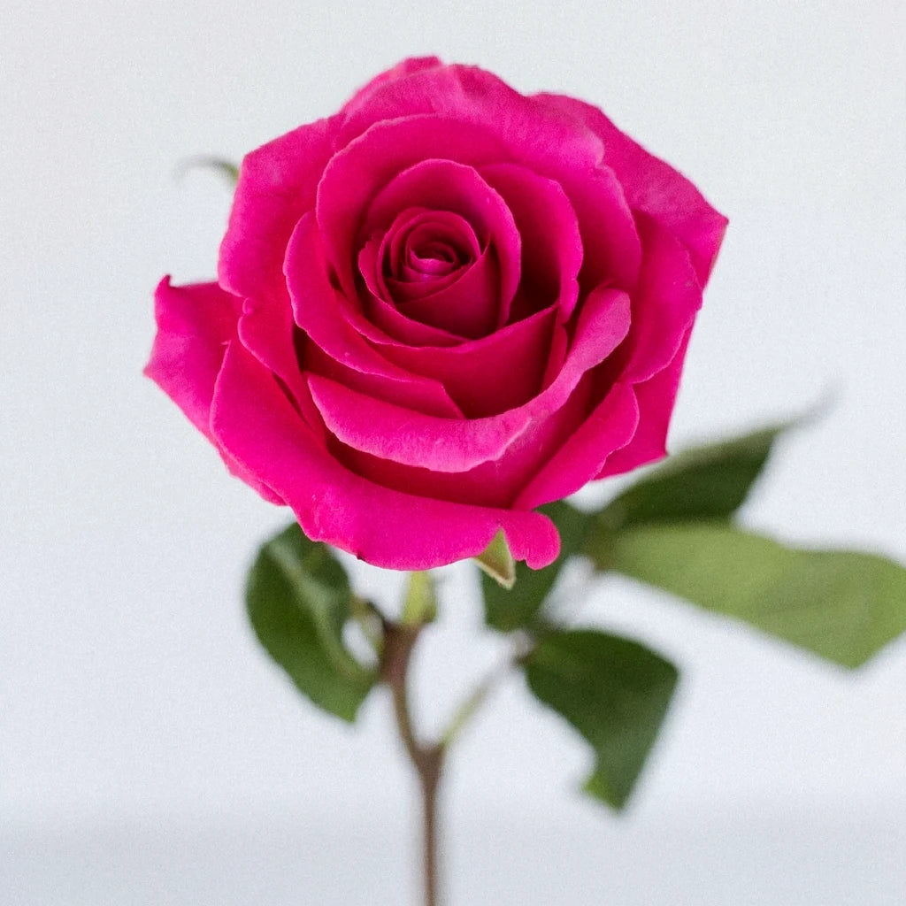 Pink Floyd Roses Standard - main