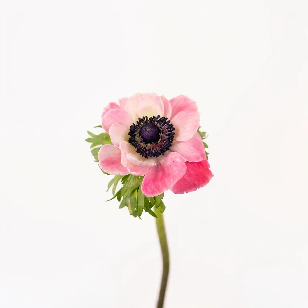 Pink Anemones - alternative 1