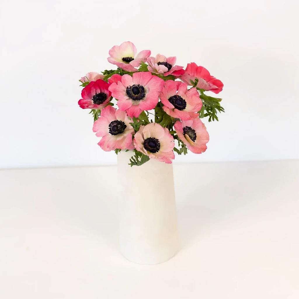 Pink Anemones - main
