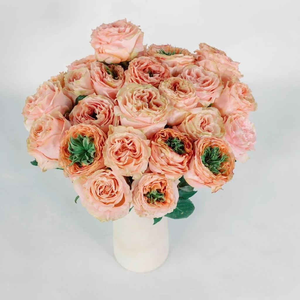 Princess Crown Roses Garden - alternative 2