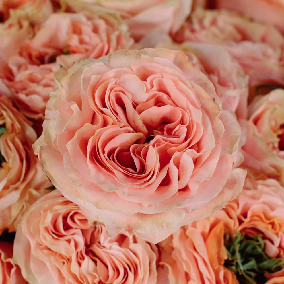Princess Crown Roses Garden - alternative 1