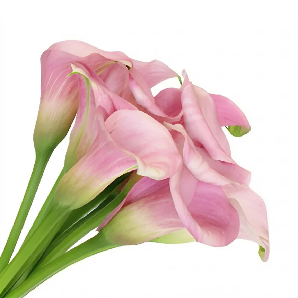 Pink Light Calla Lily Mini - alternative 2