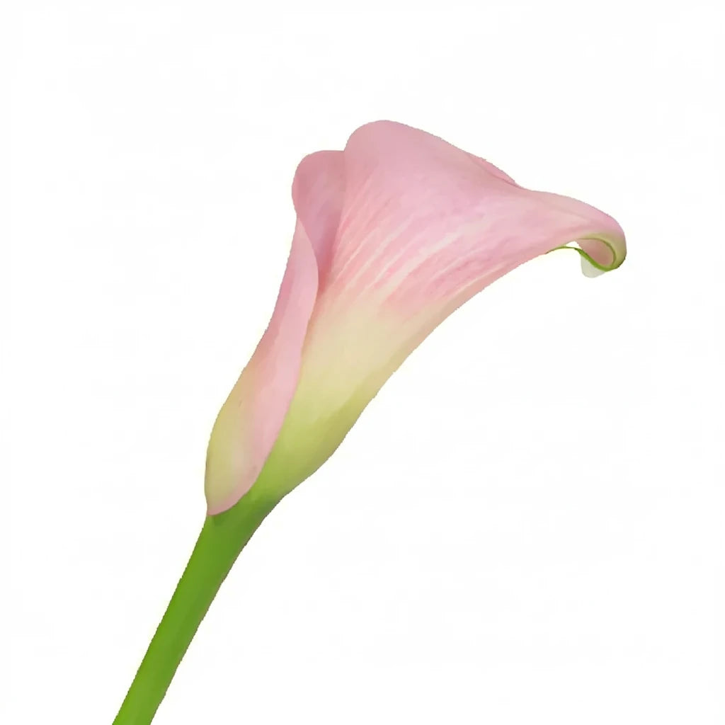 Pink Giant Calla Lily Mini - alternative 3
