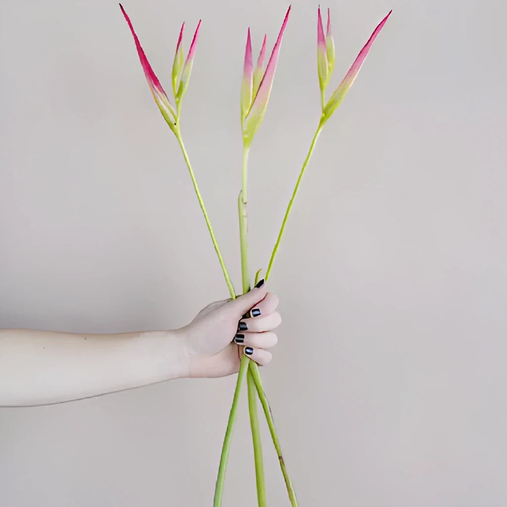 Heliconia Sexy Pink Tropicals - alternative 1