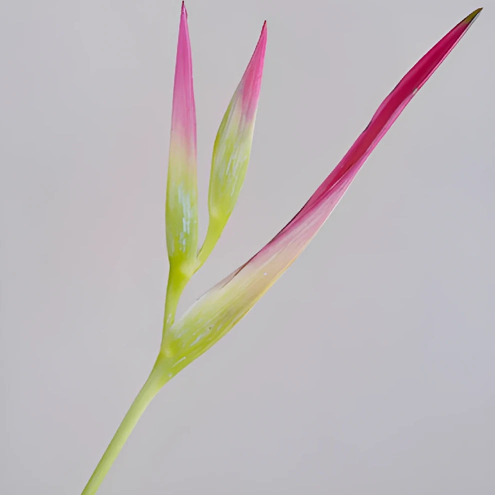 Heliconia Sexy Pink Tropicals - alternative 2