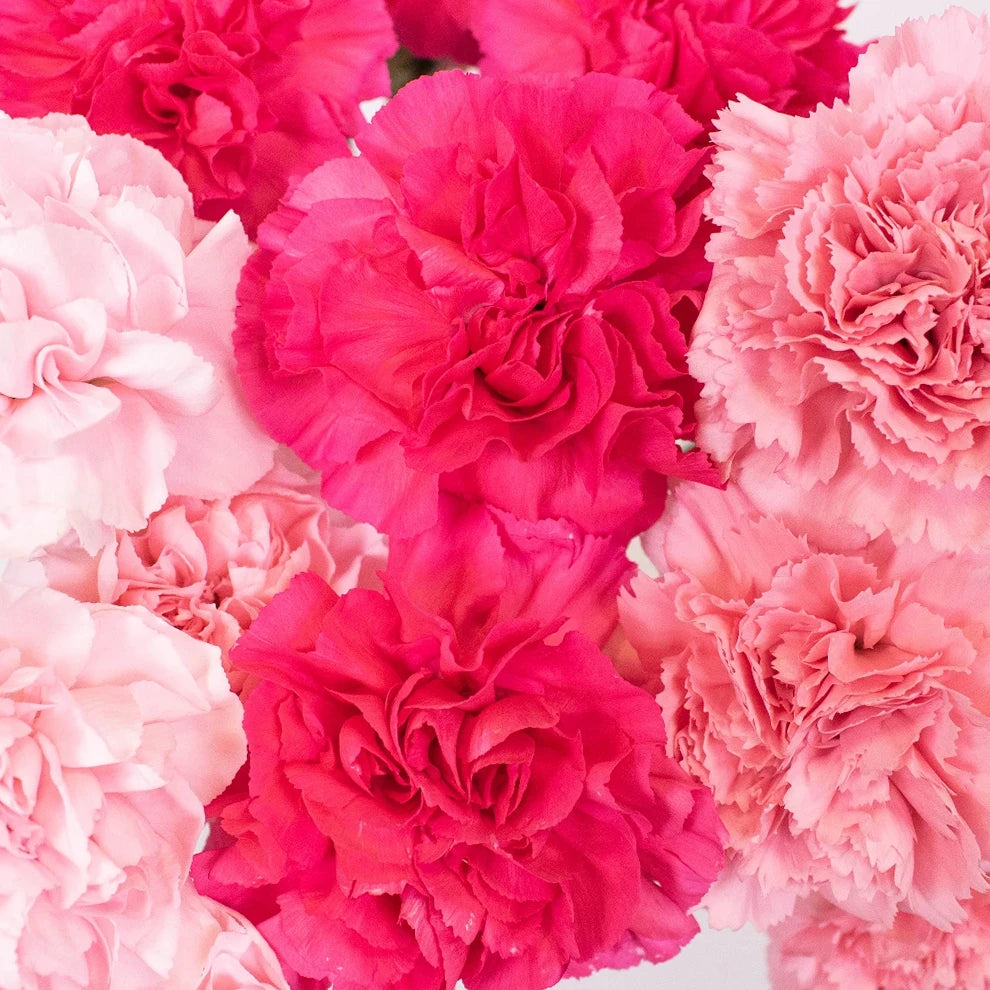 Damina Carnations - main