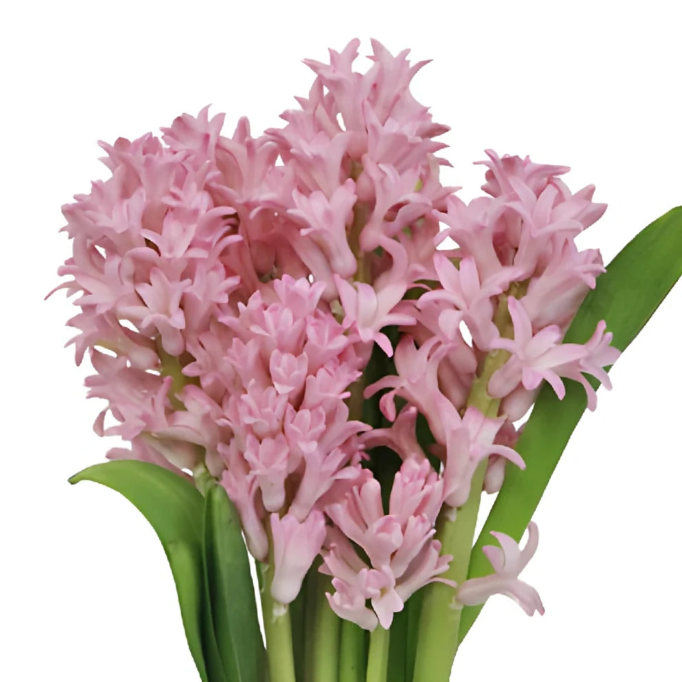 Pink Light Hyacinth - main