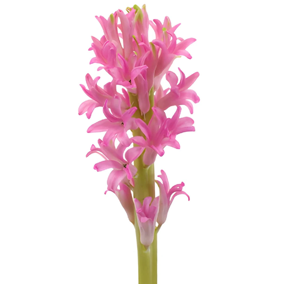 Pink Hyacinth - alternative 2