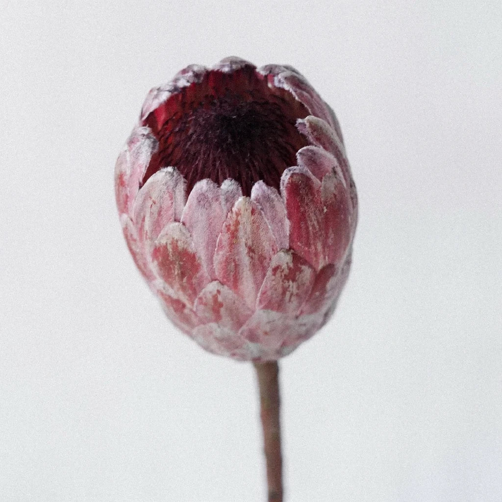 Pink Ice Protea Tropicals - alternative 1