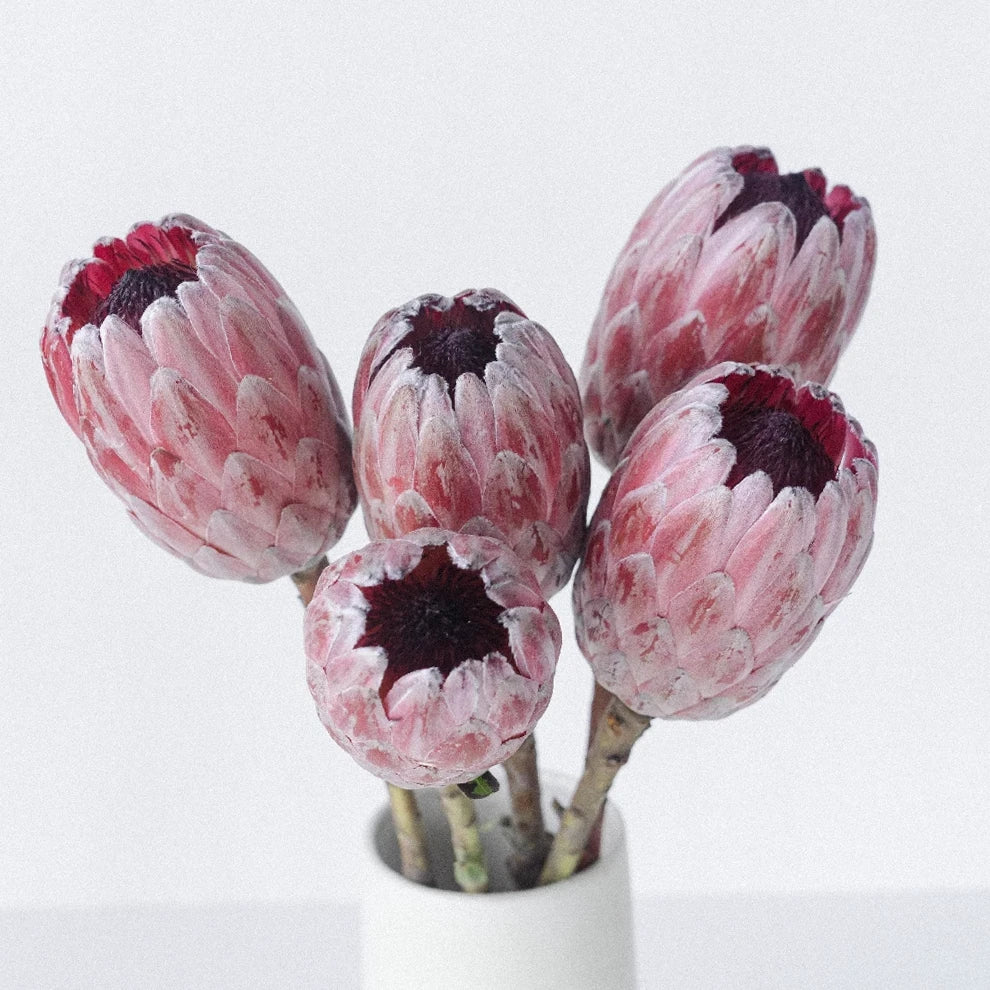 Pink Ice Protea Tropicals - alternative 2