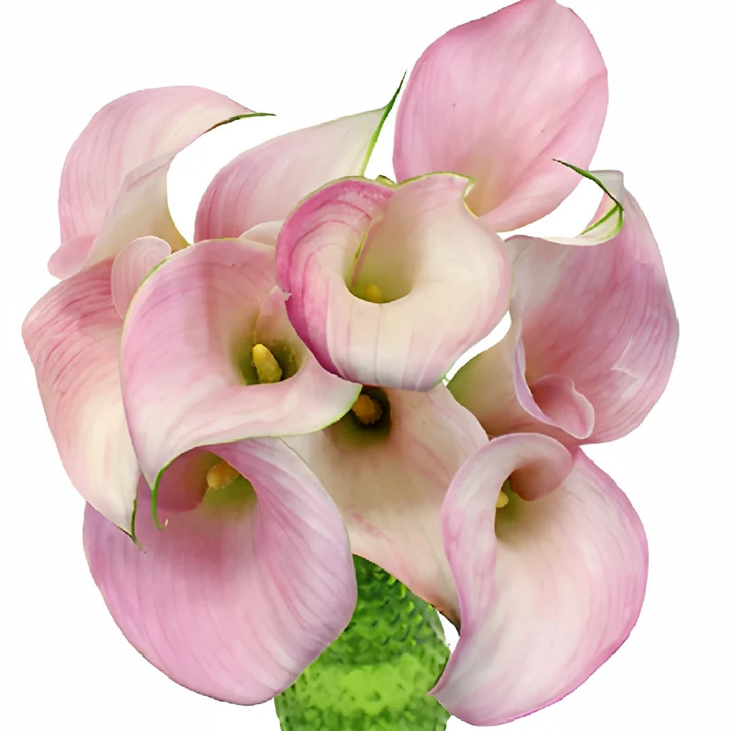 Pink Light Calla Lily Mini - alternative 1