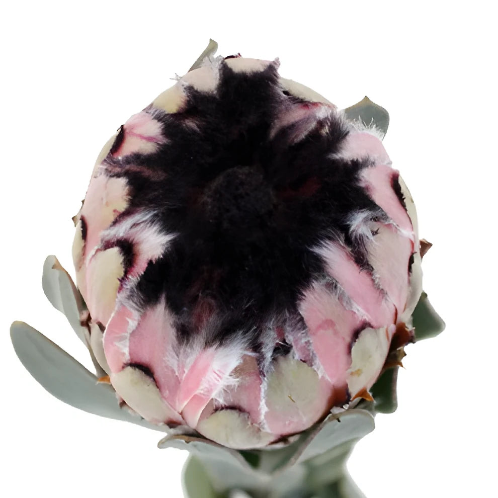 Protea Pink Mink Tropicals - main