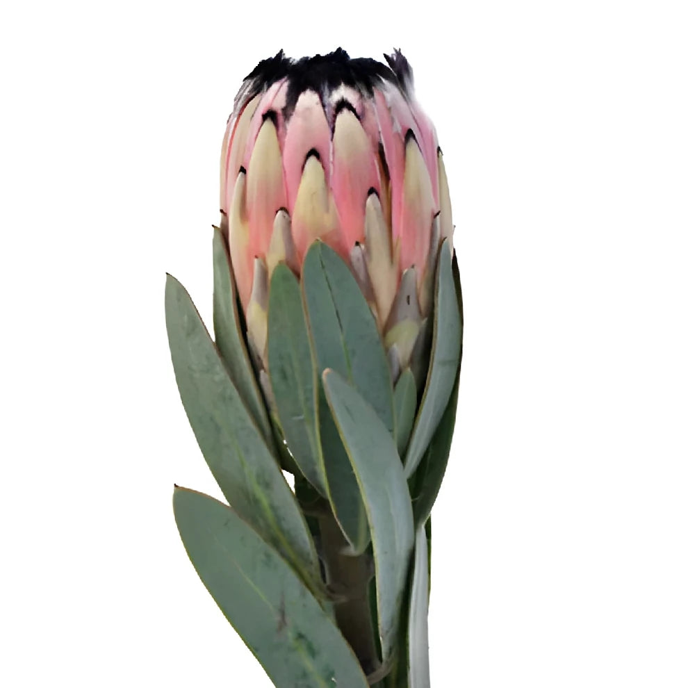 Protea Pink Mink Tropicals - alternative 2