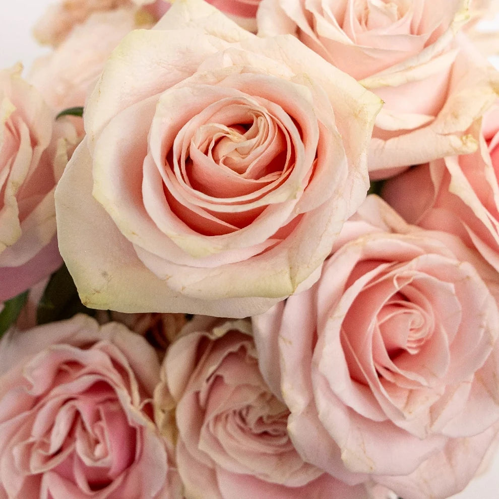 Light Pink Pink Mondial Roses Standard - main