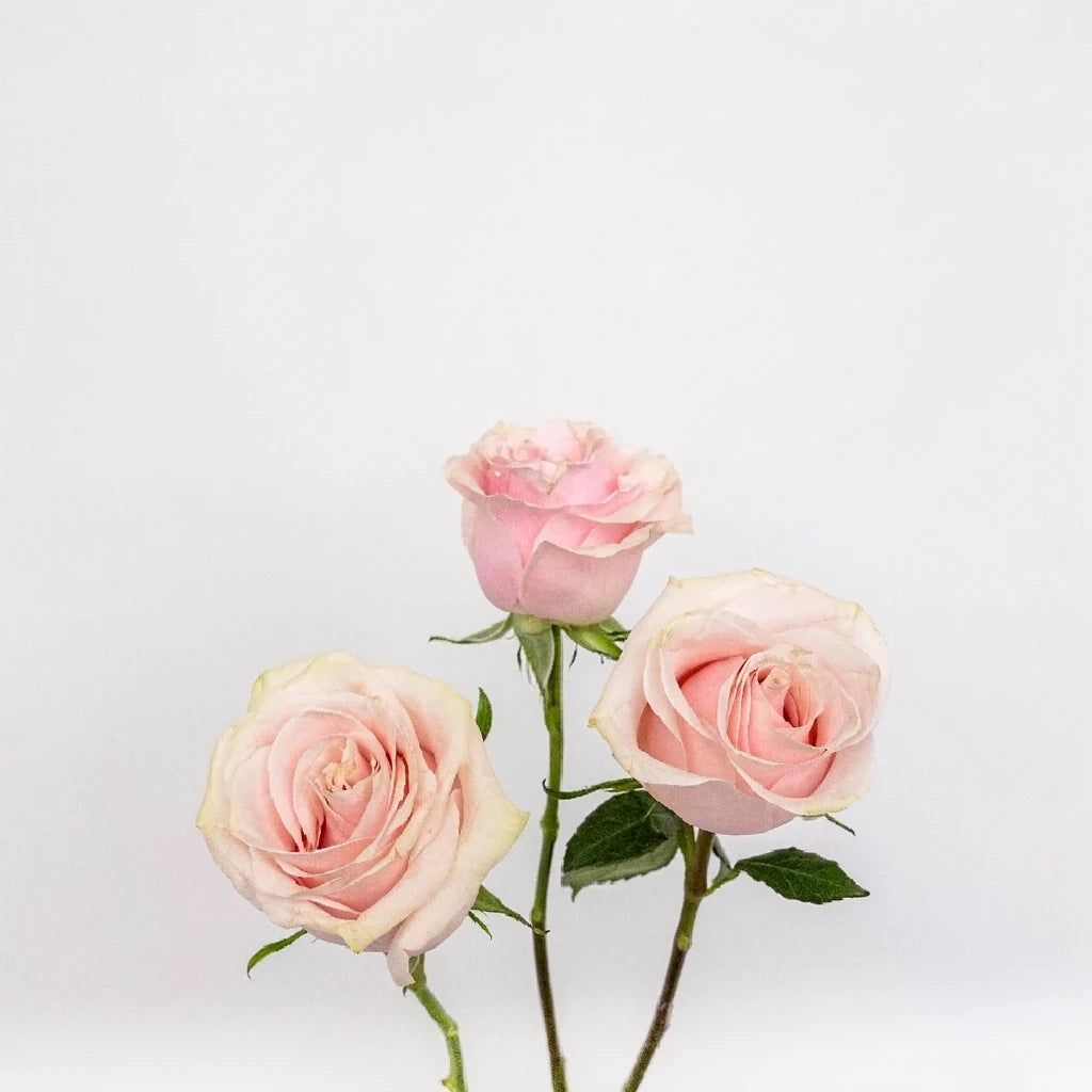 Pink Mondial Roses Standard - alternative 2