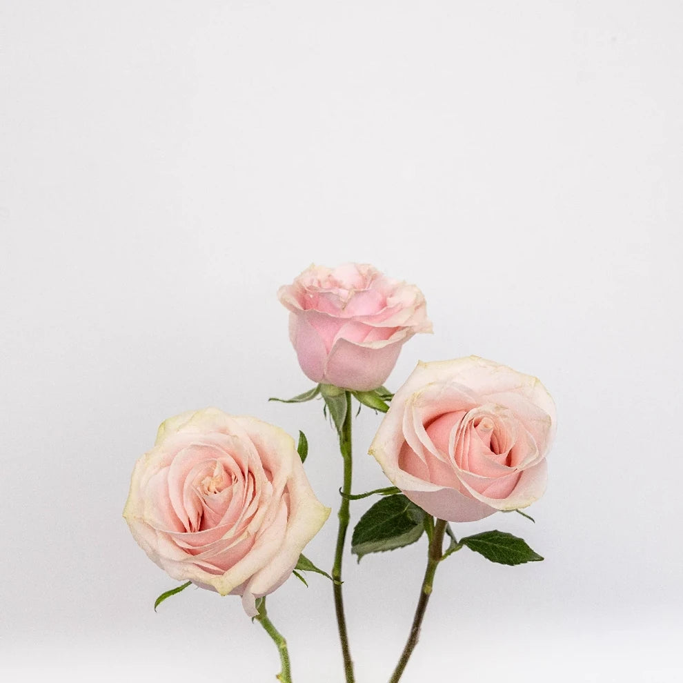 Light Pink Pink Mondial Roses Standard - alternative 1