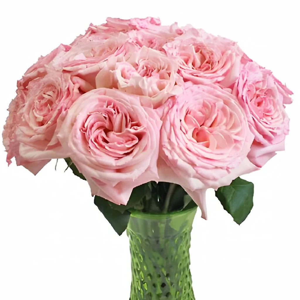 Bella Canzone Roses Garden - main