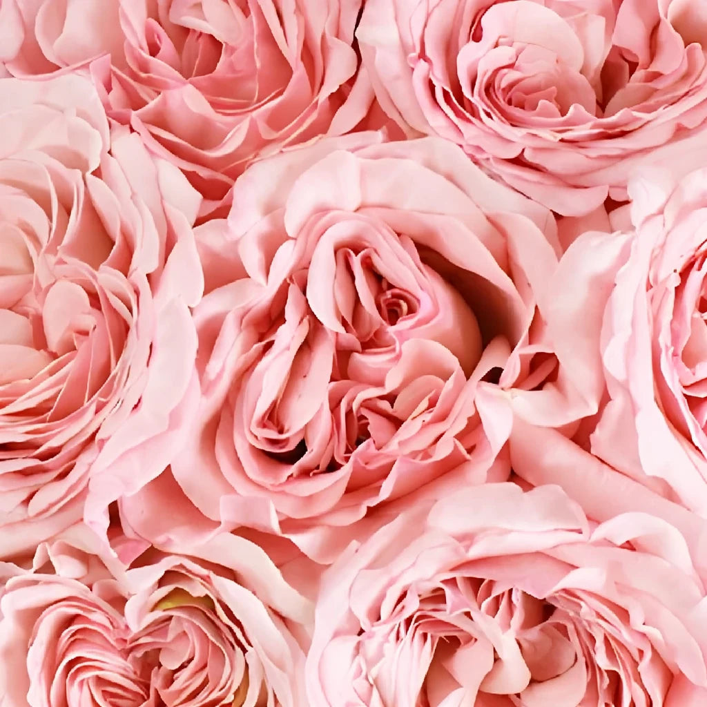Bella Canzone Roses Garden - alternative 1