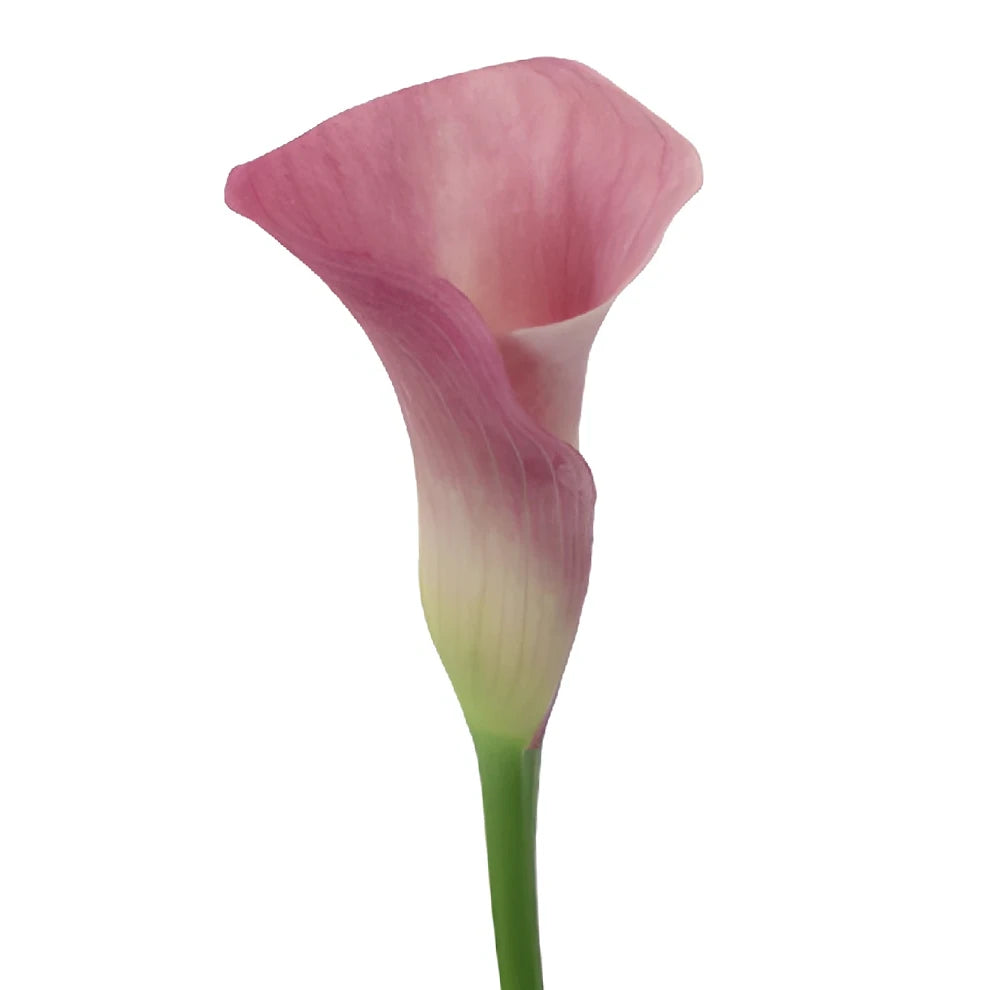 Pink Panther Calla Lily Mini - alternative 2