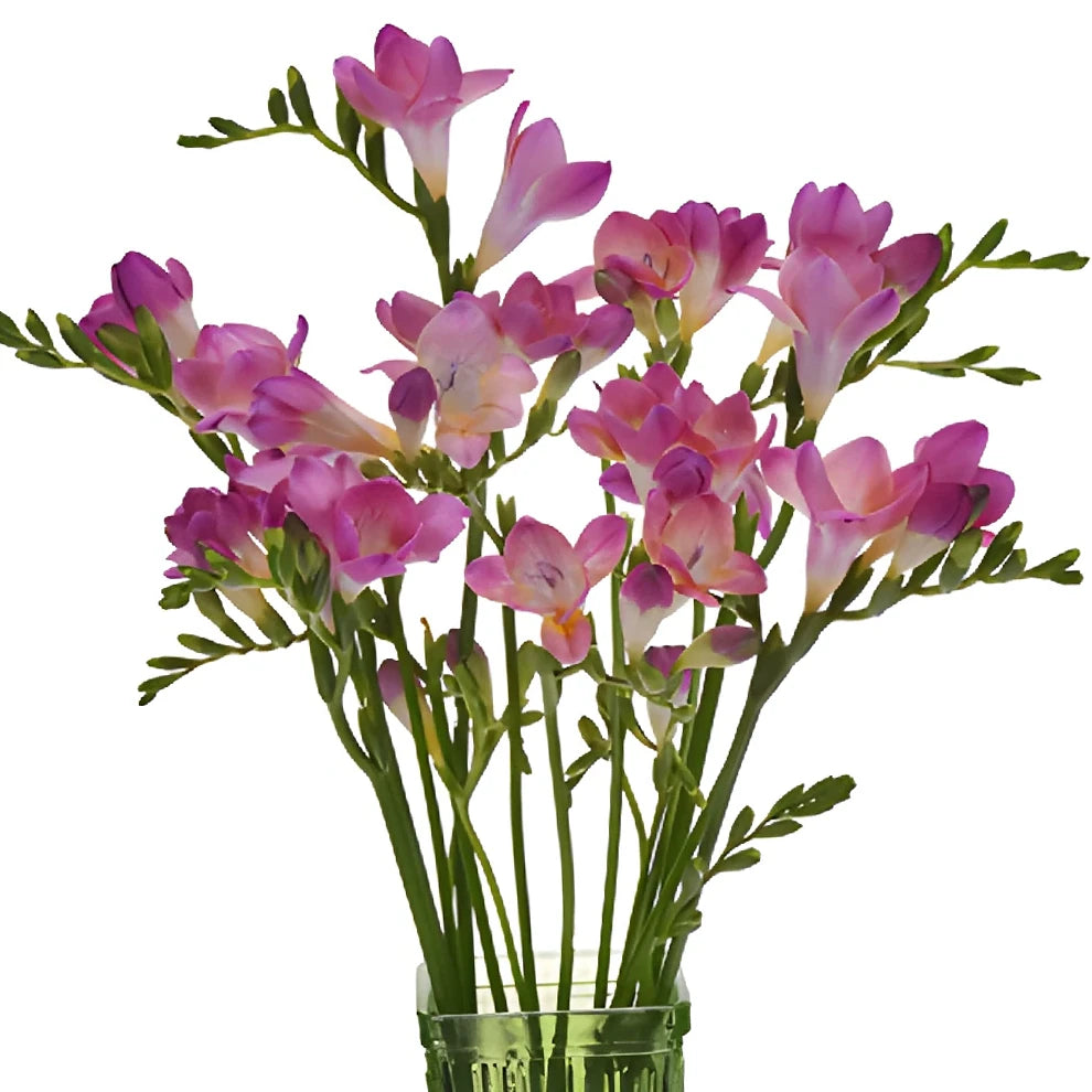 Pink Hot Freesia - alternative 1