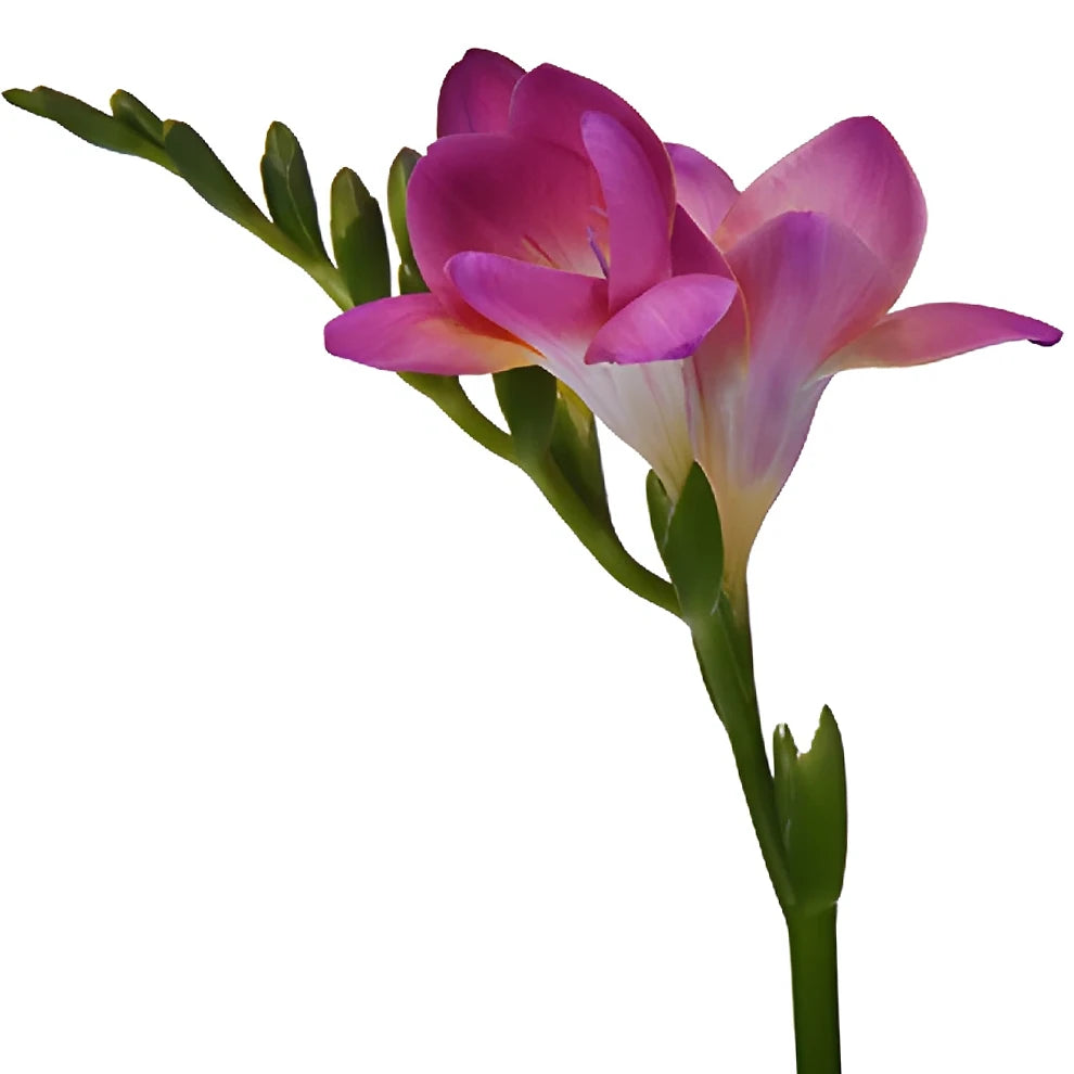 Pink Hot Freesia - main