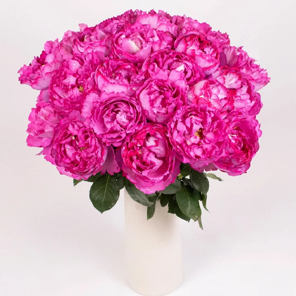 Yves Piaget Roses Garden - alternative 3