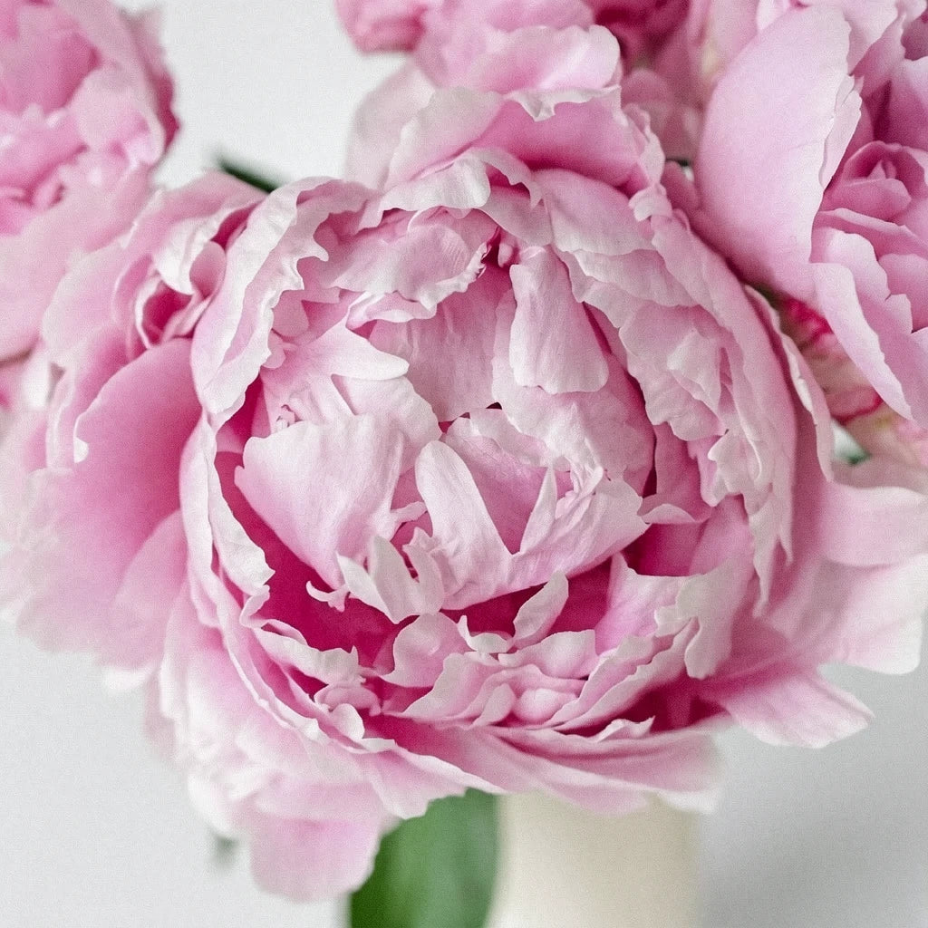 Pink Medium Peonies - alternative 2
