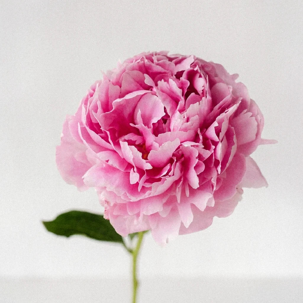 Angel Cheeks Peonies - alternative 1