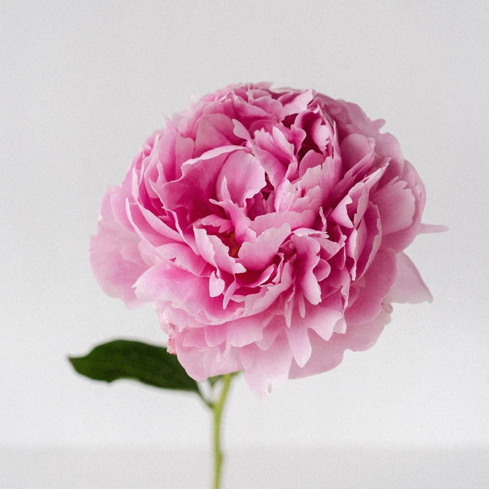 Light Pink Peonies - main
