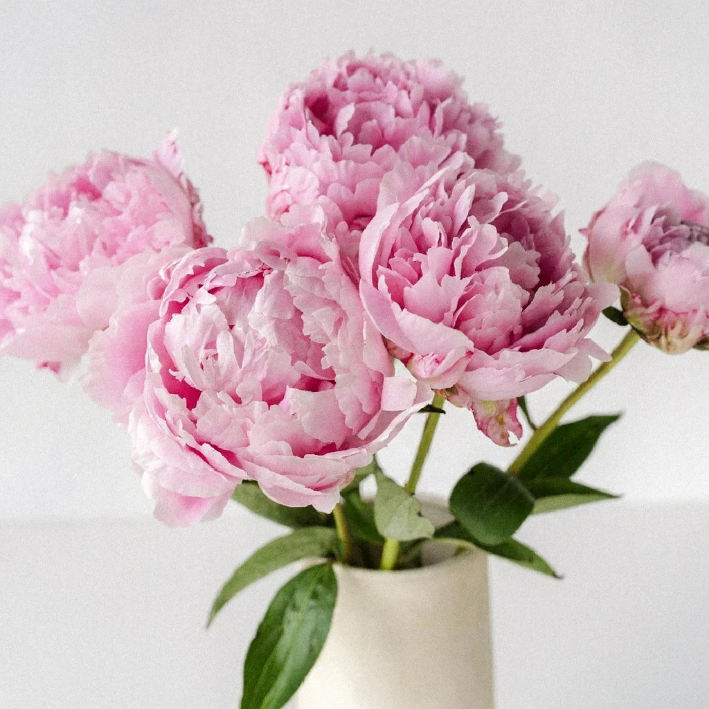 Pink Medium Peonies - main