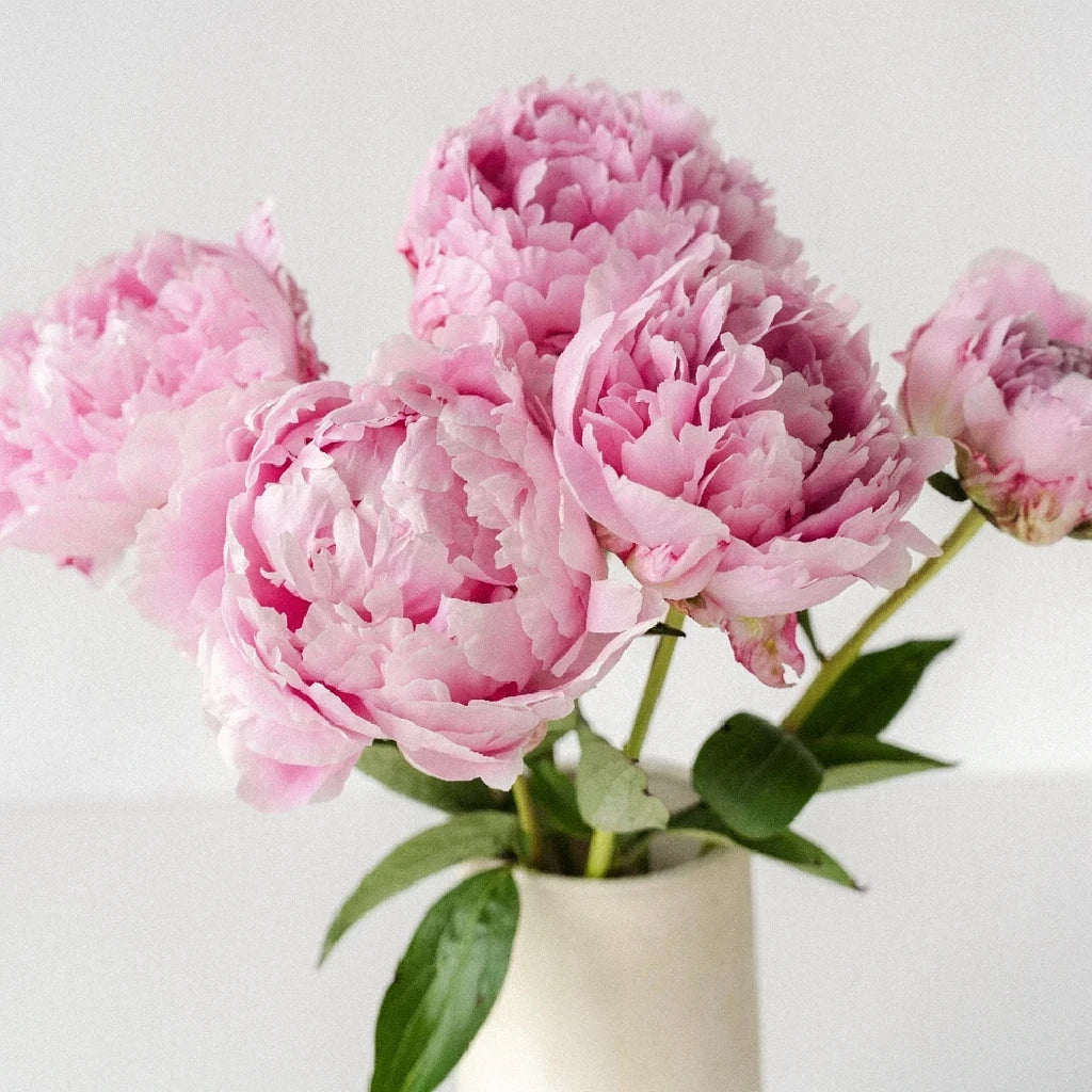 Angel Cheeks Peonies - alternative 2