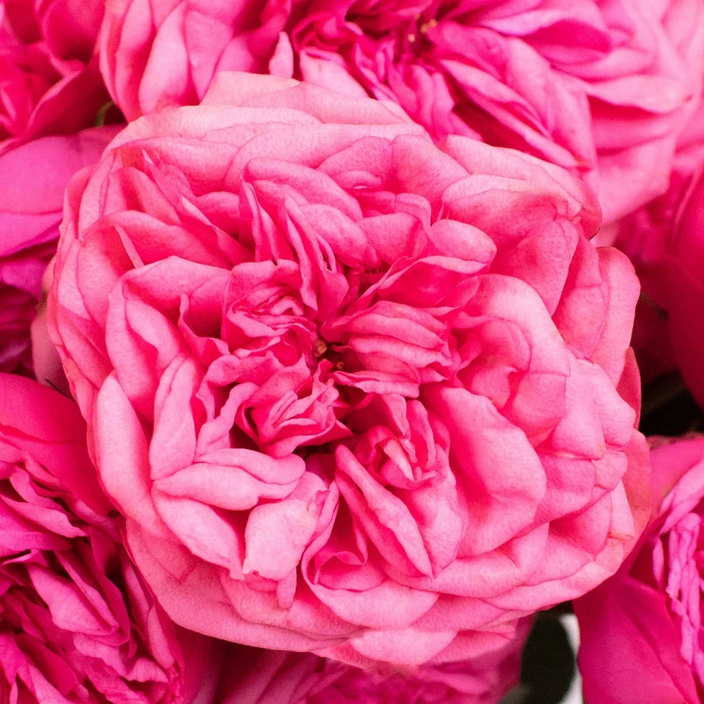 Pink Piano Roses Garden - alternative 1