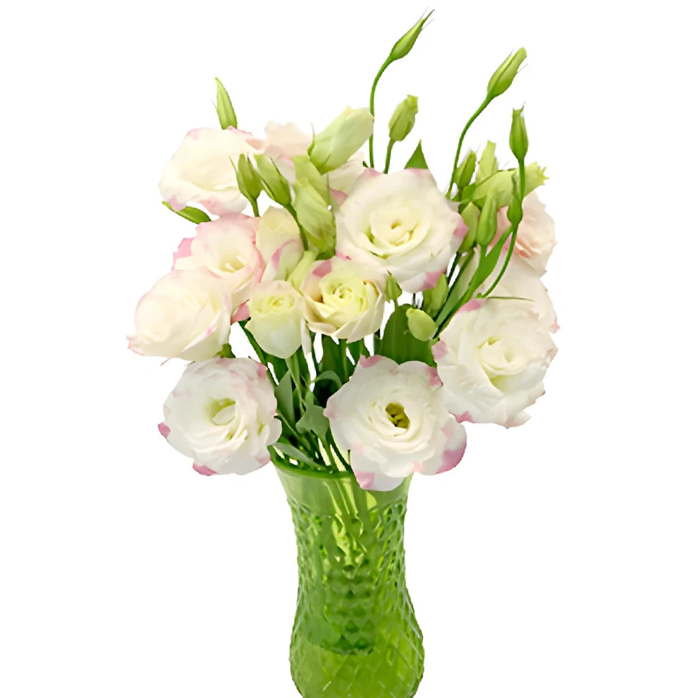 Bicolor White & Pink Lisianthus - main