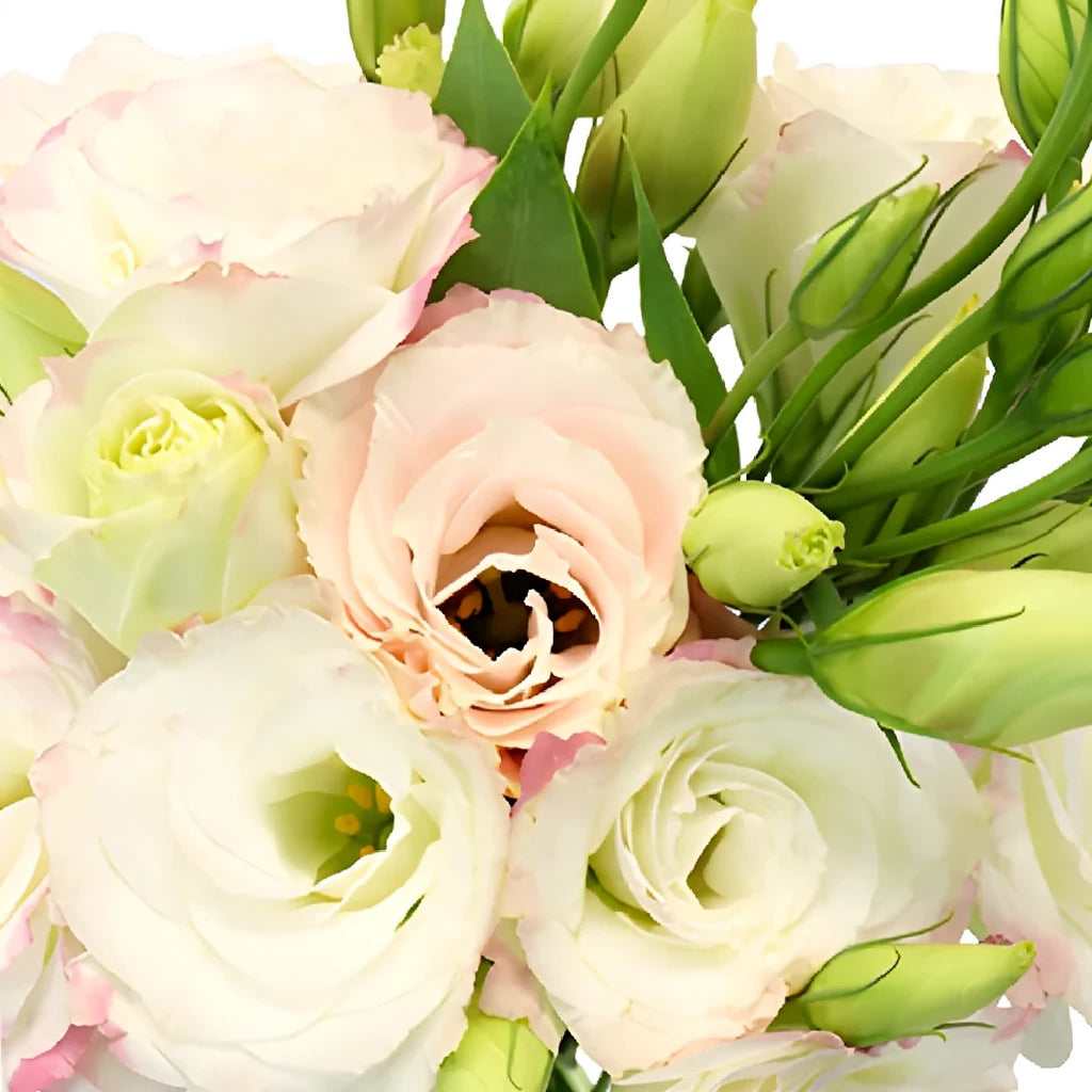 Blush Lisianthus - alternative 1