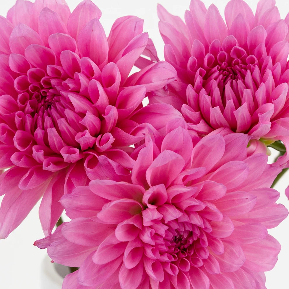Beauty Pink Dahlias - main