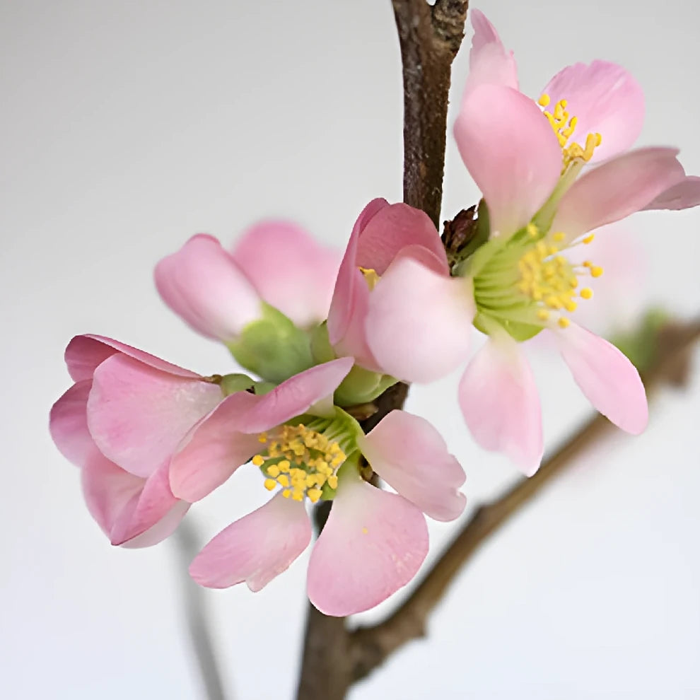 Pink Quince Branches - main