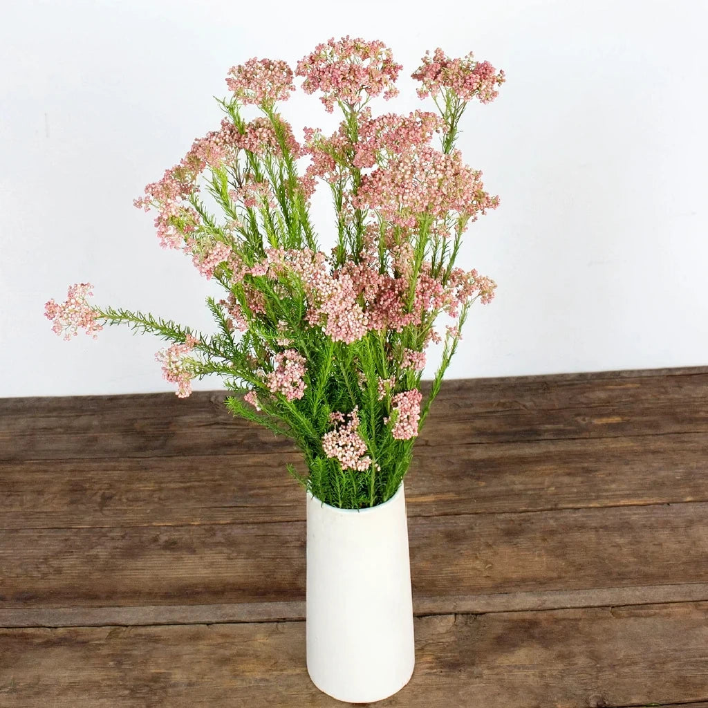 Pink Rice Flower - alternative 1